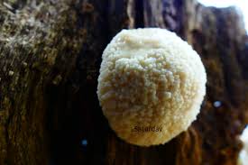 Attēlu rezultāti vaicājumam “Reticularia jurana macro”