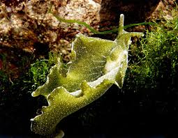 Attēlu rezultāti vaicājumam “Sphacelotheca hydropiperis”