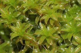 Attēlu rezultāti vaicājumam “Syntrichia ruralis var. ruralis sporophyte”