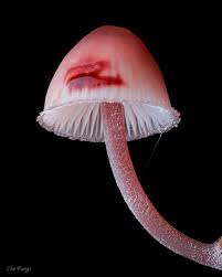 Attēlu rezultāti vaicājumam “Mycena haematopus”