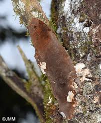 Attēlu rezultāti vaicājumam “Phellinus laevigatus”
