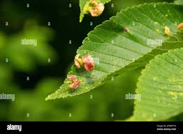 Attēlu rezultāti vaicājumam “Tetraneura ulmi”