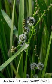 Attēlu rezultāti vaicājumam “Sparganium erectum aggr. flower”