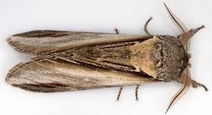 Attēlu rezultāti vaicājumam “Pheosia tremula”