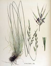 Attēlu rezultāti vaicājumam “Festuca rubra subsp. rubra”