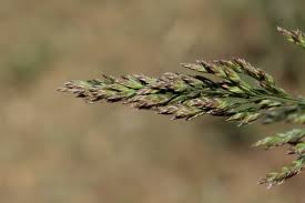 Attēlu rezultāti vaicājumam “Poa angustifolia”