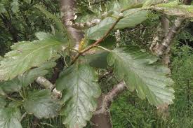 Attēlu rezultāti vaicājumam “Sorbus intermedia leaf”