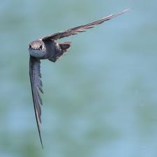 Image result for Chaetura pelagica