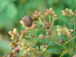 Attēlu rezultāti vaicājumam “Thalictrum flavum fruit”