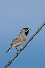 Image result for Sylvia rueppelli