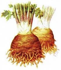 Image result for Sellerie