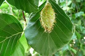 Attēlu rezultāti vaicājumam “Fagus sylvatica fo. laciniata bud”