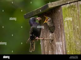 Attēlu rezultāti vaicājumam “Sturnus vulgaris nest”