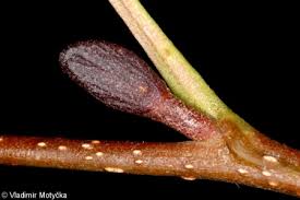 Attēlu rezultāti vaicājumam “Alnus glutinosa bud”