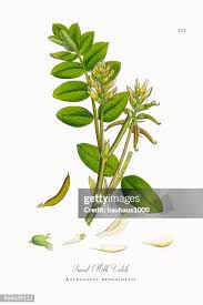 Attēlu rezultāti vaicājumam “Astragalus glycyphyllos fruit”