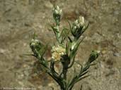 Attēlu rezultāti vaicājumam “Craterium leucocephalum var. scyphoides”