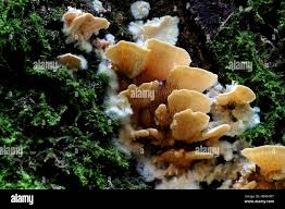 Attēlu rezultāti vaicājumam “Antrodiella faginea”