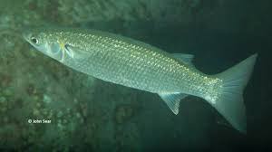 Image result for Mugil cephalus