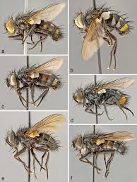 Attēlu rezultāti vaicājumam “Tachinidae”