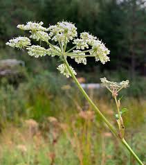 Attēlu rezultāti vaicājumam “Peucedanum palustre leaf”