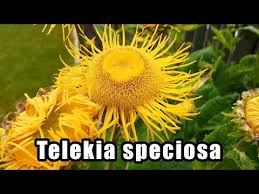 Attēlu rezultāti vaicājumam “Telekia speciosa bud”