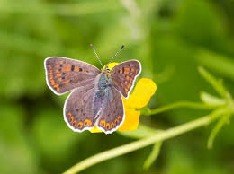 Attēlu rezultāti vaicājumam “Lycaena tityrus female”