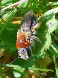 Attēlu rezultāti vaicājumam “Andrena haemorrhoa”