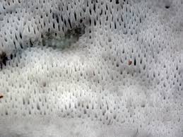 Attēlu rezultāti vaicājumam “Physisporinus sanguinolentus”