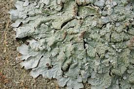 Attēlu rezultāti vaicājumam “Parmelia sulcata”