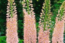 Image result for Steppenkerze