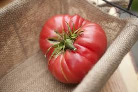 Afbeeldingsresultaat voor 1884 purple tomato