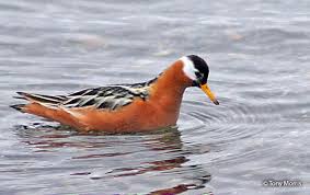 Attēlu rezultāti vaicājumam “Phalaropus fulicarius adult”