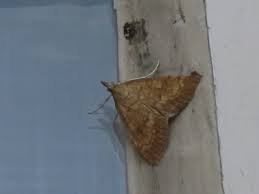 Attēlu rezultāti vaicājumam “Udea fulvalis”