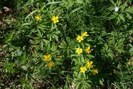 Attēlu rezultāti vaicājumam “Anemone ranunculoides bud”