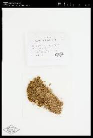 Attēlu rezultāti vaicājumam “Sphagnum balticum”