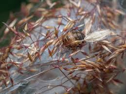 Attēlu rezultāti vaicājumam “Eurygaster testudinaria nymph”