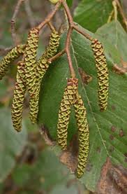 Attēlu rezultāti vaicājumam “Lycogala asperum sessile”