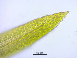 Attēlu rezultāti vaicājumam “Hymenostylium recurvirostrum macro”