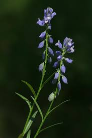 Attēlu rezultāti vaicājumam “Polygala vulgaris”