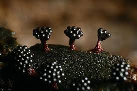 Attēlu rezultāti vaicājumam “Metatrichia vesparia”