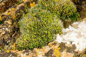 Attēlu rezultāti vaicājumam “Grimmia pulvinata sporophyte”
