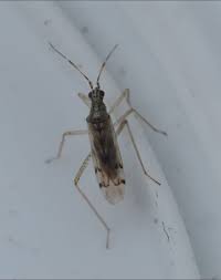 Attēlu rezultāti vaicājumam “Dicyphus nymph”