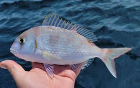 Image result for Pagrus