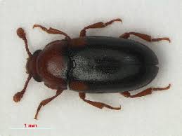 Attēlu rezultāti vaicājumam “Dacne bipustulata”