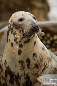 Image result for Halichoerus grypus