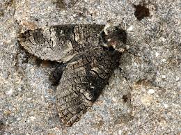 Attēlu rezultāti vaicājumam “Lamellocossus terebra”