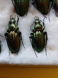 Attēlu rezultāti vaicājumam “Carabus cancellatus”