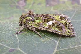 Attēlu rezultāti vaicājumam “Trachea atriplicis”