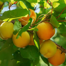 Attēlu rezultāti vaicājumam “Prunus armeniaca fruit”