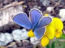 Attēlu rezultāti vaicājumam “Everes argiades male”